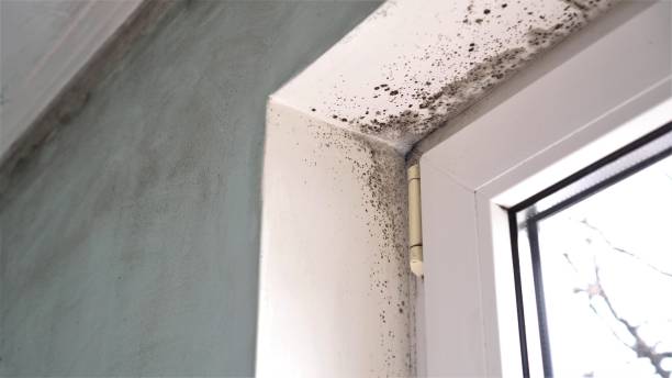 Best Residential Mold Removal  in Princess Anne, MD