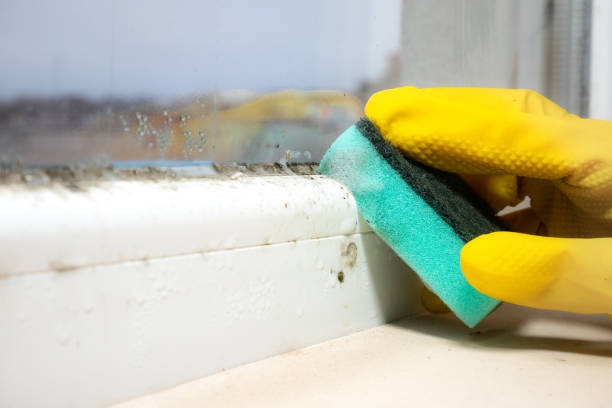 Best Toxic Mold Removal  in Princess Anne, MD