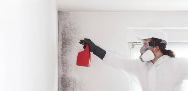 Best Mold Testing  in Princess Anne, MD