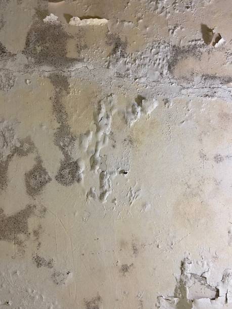 Best Mold Cleaning Services  in Princess Anne, MD