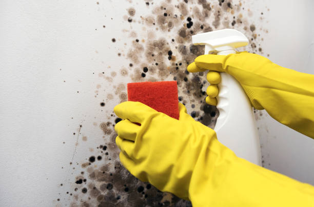 Best Crawl Space Mold Removal  in Princess Anne, MD