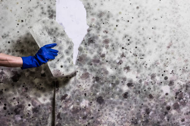 Home Mold Removal in Princess Anne, MD